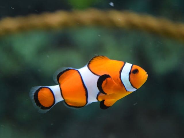 Other category